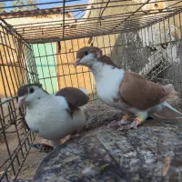 نر و ماده ساده کاکلی|پرنده|تربت‌حیدریه, آغوی|دیوار