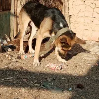 سگ شیانلو|سگ|قلعه نو, |دیوار