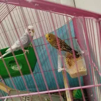 مرغ عشق|پرنده|زنجان, |دیوار