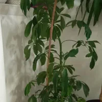 گل طبیعی|گل و گیاه طبیعی|اهر, |دیوار