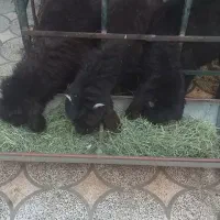 سه تا  بره نر  خونگی