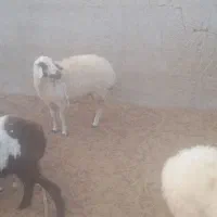 گوسفند|حیوانات مزرعه|مهران (هرمزگان), |دیوار