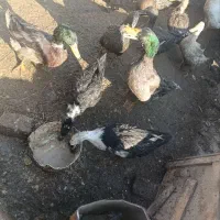 جوجه گلین با کیفیت چناران|حیوانات مزرعه|مشهد, شهرک امام هادی (شهرک غرب)|دیوار