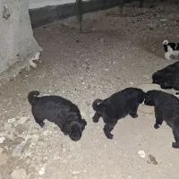 واگذاری سگ|سگ|ابریشم, |دیوار