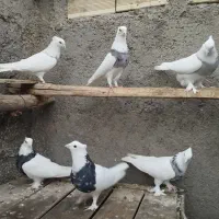 طوقی|پرنده|شاهرود, |دیوار