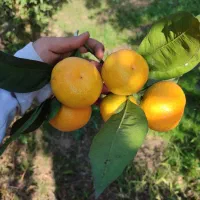 میوه تره بار