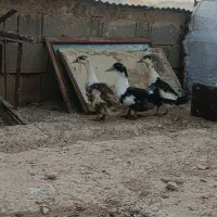 مرغابی