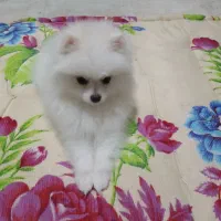 سلام.سگ پامر ۴ماهه فوق العاده بامزه و باهوش|سگ|سمیرم, |دیوار