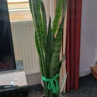 گل آپارتمانی