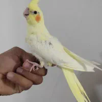 عروس هلندی|پرنده|مشهد, شهید قربانی|دیوار