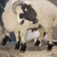 کابور بره نر وطنی زابل|حیوانات مزرعه|زاهدان, |دیوار