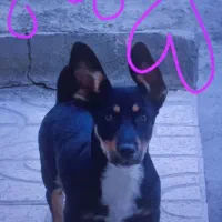 سگ روتوایلر