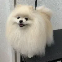 پامرانین خرسی واسه جفت زدن