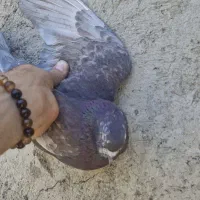 کفتر پرشی نر