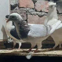 کبوتر طوقی و سینه و ساده مسافتی|پرنده|آمل, |دیوار