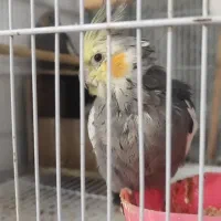 عروس هلندی با همه وسایل|پرنده|پاکدشت, شهرک امام رضا|دیوار