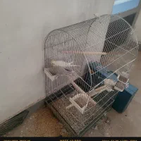 عروس هلندی|پرنده|دلیجان, |دیوار