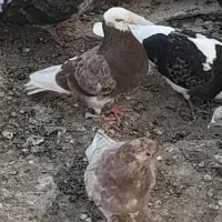 کبوتر