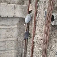مرغ شاخدار