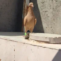 زرد|پرنده|تاکستان, |دیوار