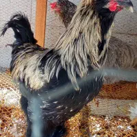 خروس برهما سفید و خروسهای زینتی و گلین