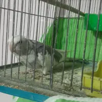 یک عددعروس هلندی با یه جفت مرغ عشق سالم سرحال