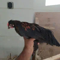 مرغ و خروس خلنگ