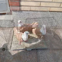 سه تا سرسفید جنگ نر برافروش