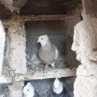 فروش کفتر طوقی|پرنده|بیلوار, |دیوار