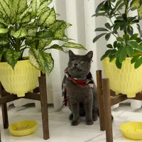 واگذاری گربه اسکاتیش