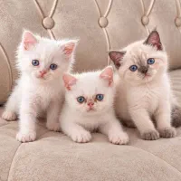 فروش بچه گربه های اصیل و خاص با قیمت استثنایی