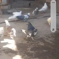 همشون خوش رنگ وپرشی|پرنده|قره پشتلو, |دیوار