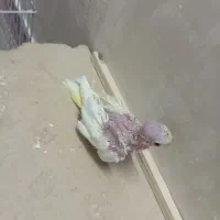 جوجه عروس لوتینو