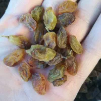 کشمش آفتابی تمیز|خوردنی و آشامیدنی|نیشابور, شهرک فرهنگیان|دیوار