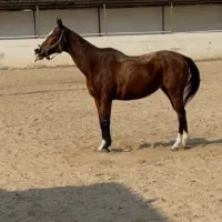 مادیان دوخون