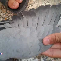 دمگیر ماده دورگه روزگاری|پرنده|اصفهان, شیخ طوسی|دیوار