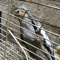 عروس هلندی