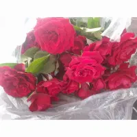 گل رز زرند