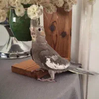 عروس هلندی 5ماهه ماده