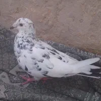 باختی