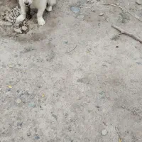 سگ پاکوتاه