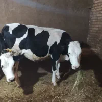 فروش تلیسه سیمنتال|حیوانات مزرعه|سراب, |دیوار