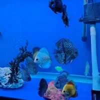 آکواریوم دلسا ۸۰ سانت و ماهی های دیسکس