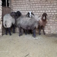 ۴راس میشه شیشک آبستن سنگین سالم و سرحال