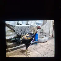 فروش خروس لاری