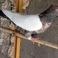 کبوتر|پرنده|قزوین, |دیوار