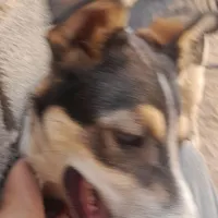 سگ نگهبان کارخانه وباغ
