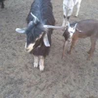 کهره نر چاق