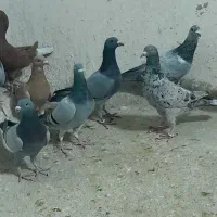 ۹ تا کبوتر دست اولی کفتر|پرنده|شیراز, شهدای شهرک سعدی|دیوار