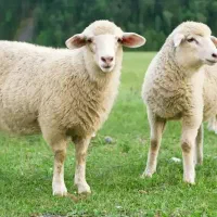 گوسفند زنده|حیوانات مزرعه|قزوین, |دیوار